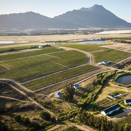 https://capewinefarms.com/static/3121/rijks-drone-shot__scale_and_crop__500x500.jpg