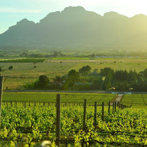 https://capewinefarms.com/static/337/w_28_hill__scale_and_crop__500x500.jpg