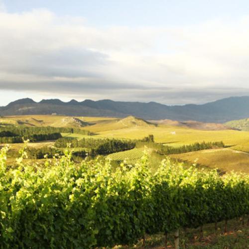 https://capewinefarms.com/static/342/w_29_elginbanner_home__scale_and_crop__500x500.jpg