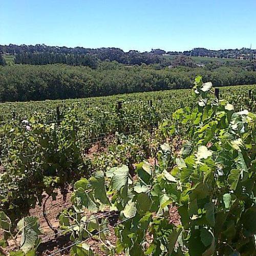 https://capewinefarms.com/static/383/w_55_1546454_772895406071570_970318899_n__scale_and_crop__500x500.jpg