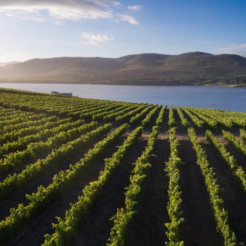 https://capewinefarms.com/static/401/w_58_bc_general_banner__scale_and_crop__500x500.jpg