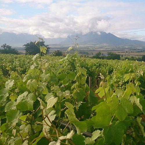 https://capewinefarms.com/static/414/w_59_1398978_196333173883280_1923856756_o__scale_and_crop__500x500.jpg
