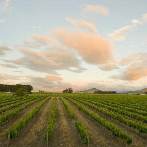 https://capewinefarms.com/static/436/w_63_1_4.aspx_.aspx___scale_and_crop__500x500.jpg