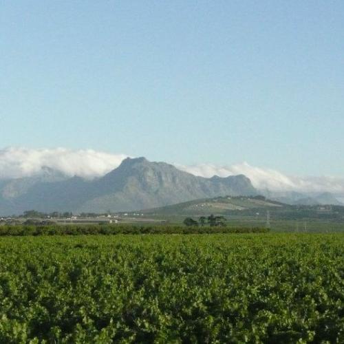 https://capewinefarms.com/static/458/w_66_323imagealbum_1__scale_and_crop__500x500.jpg