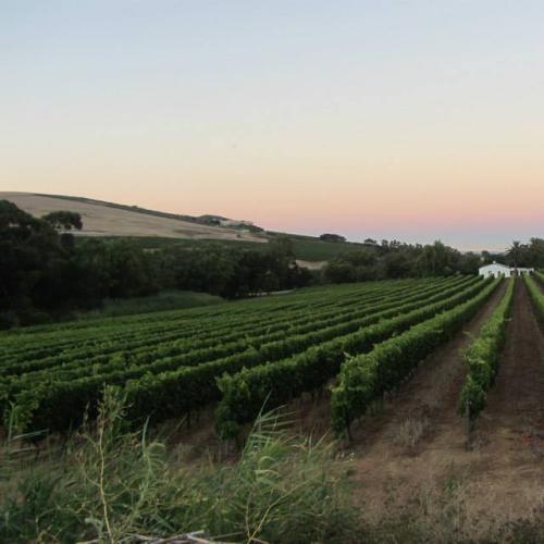 https://capewinefarms.com/static/488/w_93_1656269_10151914284318861_367597801_n_0__scale_and_crop__500x500.jpg