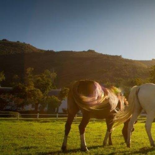 listing-details-carousel
