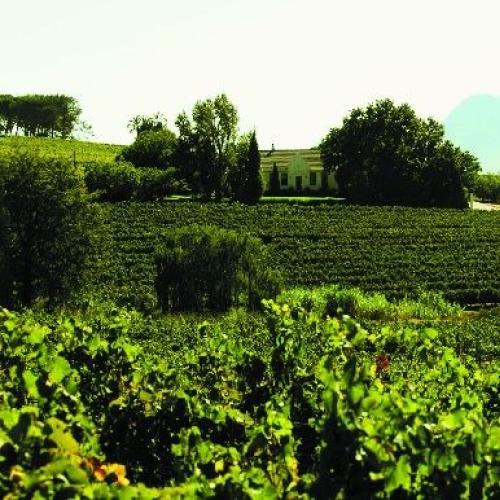 https://capewinefarms.com/static/542/w_99_image__scale_and_crop__500x500.jpg