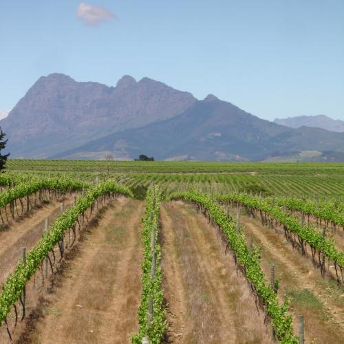 https://capewinefarms.com/static/552/w_101_050_0__scale_and_crop__500x500.jpg