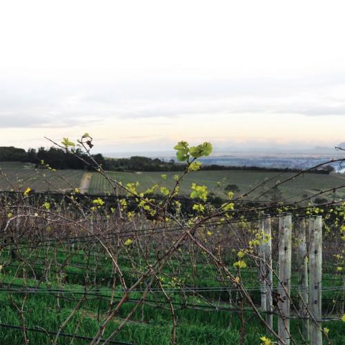 https://capewinefarms.com/static/563/w_103_201645_10151174542633674_752848644_o__scale_and_crop__500x500.jpg