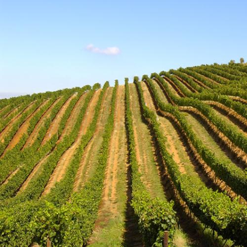 https://capewinefarms.com/static/567/w_104_2vineyards3__scale_and_crop__500x500.jpg