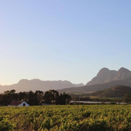 https://capewinefarms.com/static/664/w_114_893994_785944411430717_1466525817_o__scale_and_crop__500x500.jpg