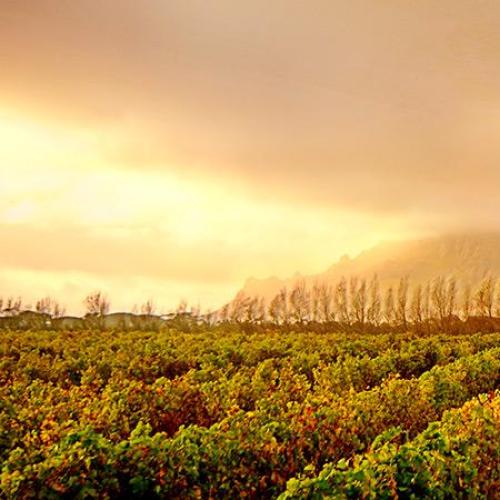 https://capewinefarms.com/static/683/w_117_steenbergvineyards_1__scale_and_crop__500x500.jpg