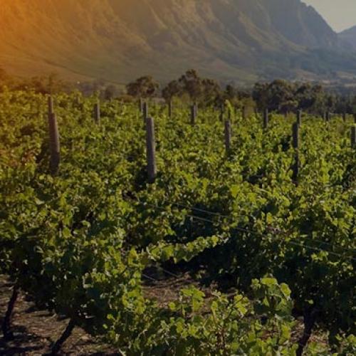 https://capewinefarms.com/static/722/w_123_investorcenter__scale_and_crop__500x500.jpg
