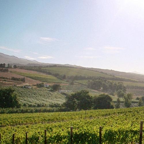 https://capewinefarms.com/static/743/w_164_pic1__scale_and_crop__500x500.jpg