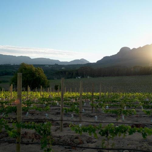 https://capewinefarms.com/static/750/w_165_yh_000__scale_and_crop__500x500.jpg