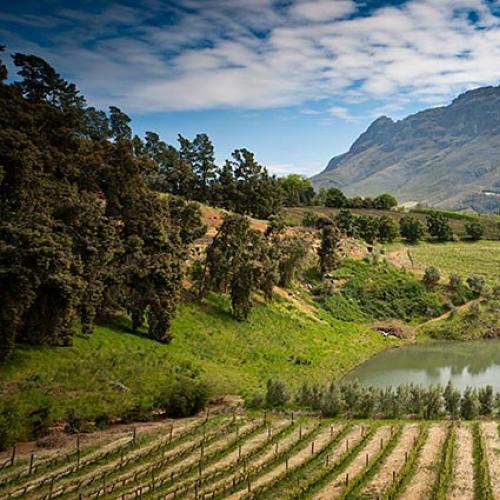 https://capewinefarms.com/static/761/w_166_bar1_1__scale_and_crop__500x500.jpg