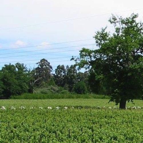 https://capewinefarms.com/static/835/w_180_kfw1_1__scale_and_crop__500x500.jpg