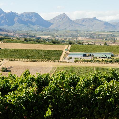 https://capewinefarms.com/static/852/w_183_150__scale_and_crop__500x500.jpg