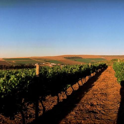 https://capewinefarms.com/static/907/w_204_dh1__scale_and_crop__500x500.jpg