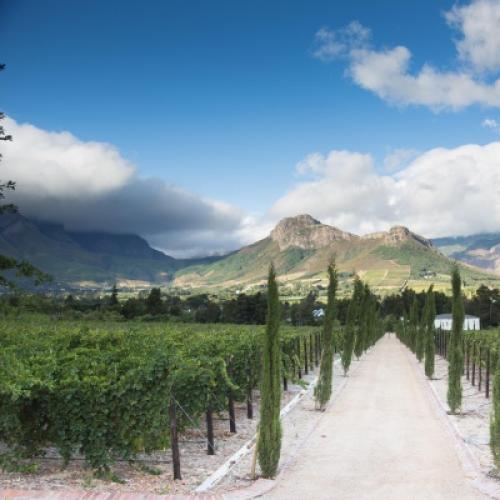 https://capewinefarms.com/static/916/w_205_terroir2600x400__scale_and_crop__500x500.jpg