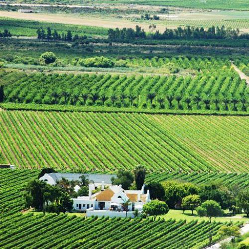 https://capewinefarms.com/static/936/w_208_excelsior_1__scale_and_crop__500x500.jpg
