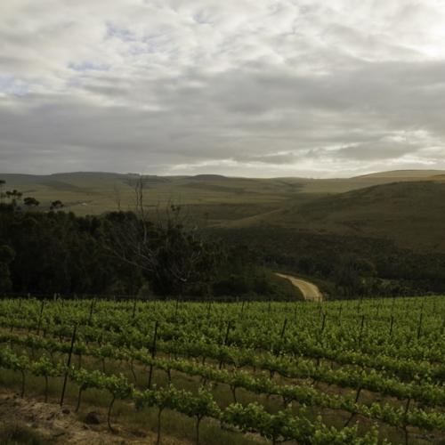 https://capewinefarms.com/static/959/w_210_vines900__scale_and_crop__500x500.jpg