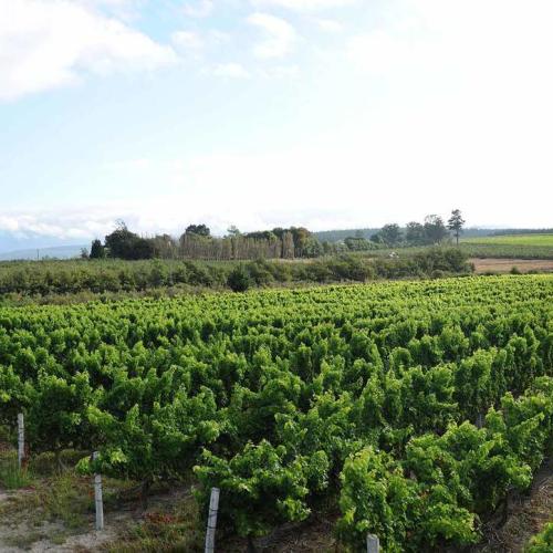 https://capewinefarms.com/static/973/w_212_panovineyard__scale_and_crop__500x500.jpg